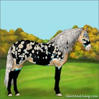 Horse Color:Silver Buckskin Splash Frame Appaloosa 