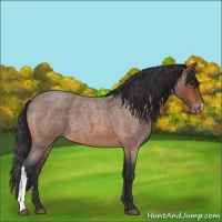 Horse Color:Bay Roan Varnish 