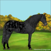 Horse Color:Void Blue Roan Tobiano Appaloosa 
