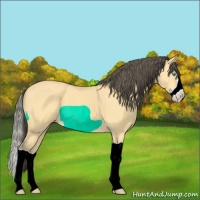 Horse Color:Amber Cream Champagne Splash 