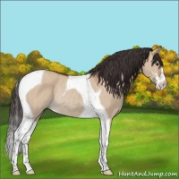 Horse Color:Bay Dun Sabino Tobiano Rabicano 