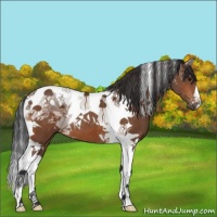 Horse Color:Bay Tobiano 
