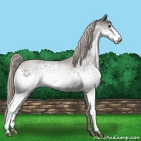 Horse Color:White Spotted Silver Blue Roan 