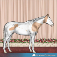 Horse Color:Silver Amber Champagne Splash Tobiano 