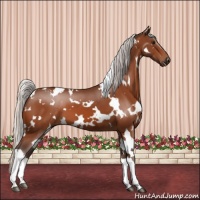 Horse Color:White Spotted Silver Bay 