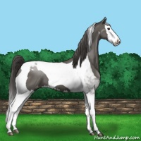 Horse Color:Grullo Splash Tobiano Appaloosa 