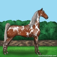 Horse Color:White Spotted Silver Bay 