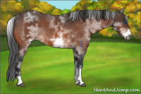 Horse Color:White Spotted Bay Roan Frame 