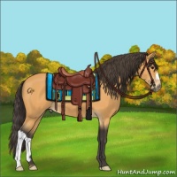 Horse Color:Buckskin 