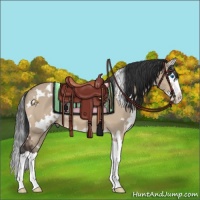 Horse Color:White Spotted Brown Dun Splash 