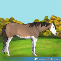 Horse Color:Bay Dun Splash