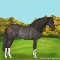 Horse Color:Unknown 