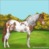 Horse Color:Chestnut Tobiano Frame Appaloosa 