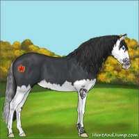 Horse Color:Blue Roan Splash 
