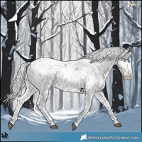 Horse Color:White Spotted Chocolate Silver Buckskin Onyx Mushroom Sabino Splash Appaloosa Rabicano