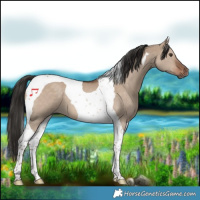 Horse Color:Liver Red Dun Tobiano 