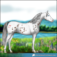 Horse Color:Liver Chestnut Splash Tobiano Appaloosa 