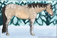 Horse Color:Buckskin Ice Roan 