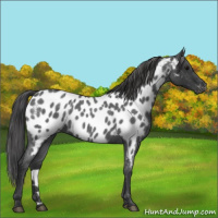 Horse Color:Blue Roan Appaloosa 