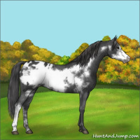 Horse Color:Blue Roan Frame Appaloosa 