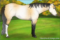 Horse Color:Gray Buckskin 