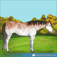 Horse Color:White Spotted Bay Splash  and White Spotted Bay Splash 