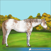 Horse Color:White Spotted Red Dun Rabicano  and White Spotted Red Dun Frame Rabicano 