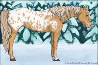 Horse Color:Palomino Appaloosa 