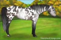 Horse Color:Gray Brown Appaloosa