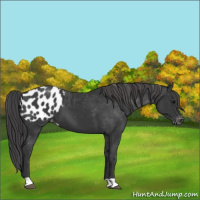 Horse Color:Black Appaloosa