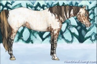 Horse Color:Buckskin Pearl Blanket Rabicano  and Bay Near Fewspot 