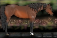 Horse Color:Bay 