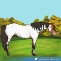 Horse Color:Bay Appaloosa 
