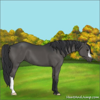 Horse Color:Black 