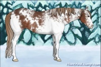 Horse Color:White Spotted Liver Chestnut Rabicano 