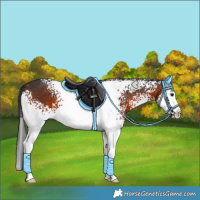 Horse Color:White Spotted Brown Splash 