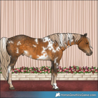 Horse Color:White Spotted Chocolate Palomino