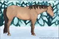 Horse Color:Amber Champagne 
