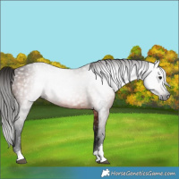 Horse Color:Gray Bay 