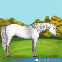 Horse Color:Gray Liver Chestnut Blanket 