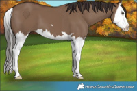 Horse Color:Liver Red Dun Splash 