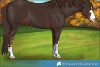 Horse Color:Liver Chestnut 