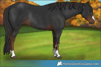 Horse Color:Liver Chestnut Rabicano