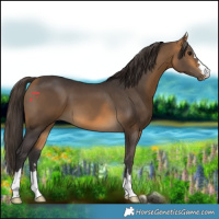 Horse Color:Buckskin 