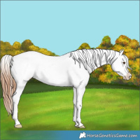 Horse Color:Bay Dun Near Leopard
