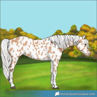 Horse Color:Silver Bay Dun Near Leopard 