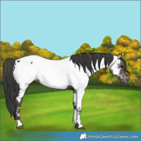 Horse Color:Black Appaloosa