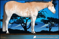 Horse Color:White Spotted Bay Dun Splash  and White Spotted Bay Dun Splash 