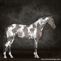 Horse Color:White Spotted Grullo Varnish Rabicano 