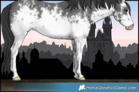 Horse Color:White Spotted Black Sabino